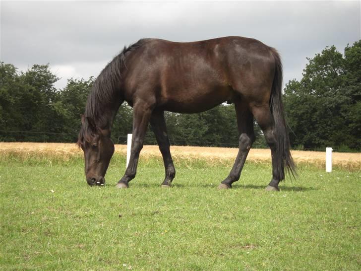 Oldenborg Lucky Joe  billede 13