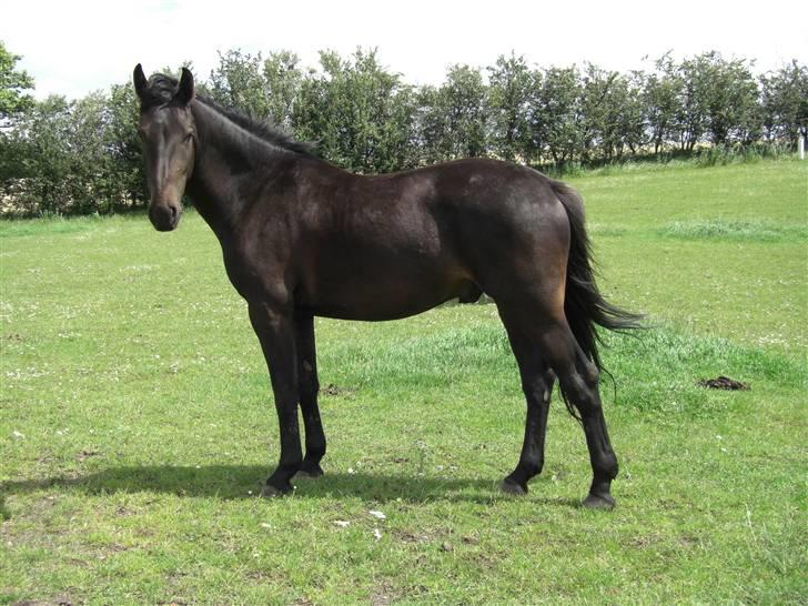 Oldenborg Lucky Joe  billede 14