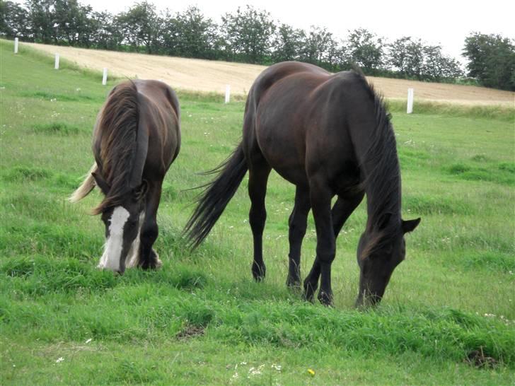 Oldenborg Lucky Joe  billede 15