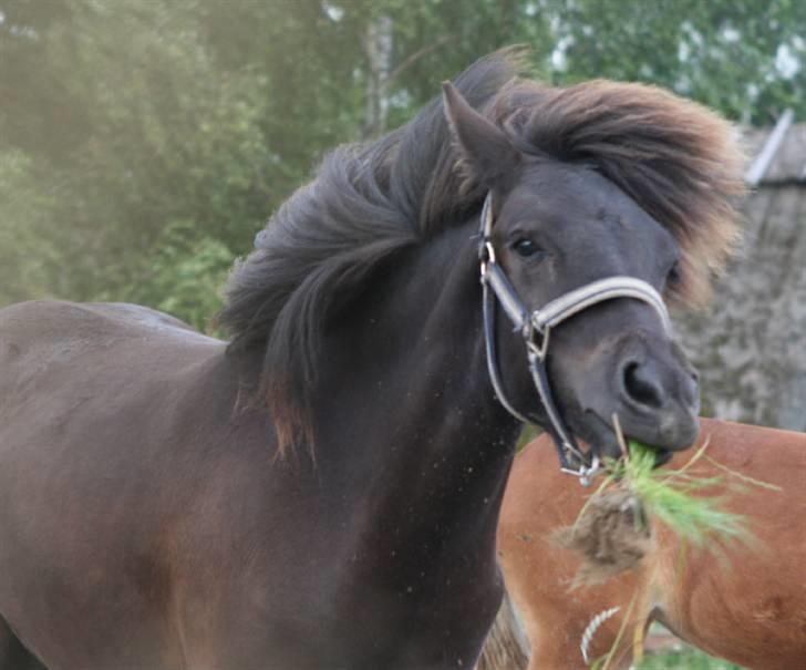 Islænder Frigg fra skovhuset - <3 (Må ikke kopieres) billede 12