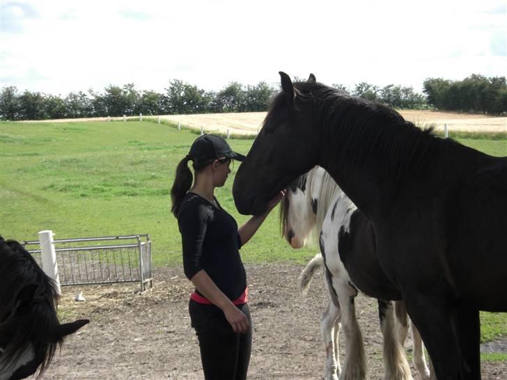 Oldenborg Lucky Joe  billede 16