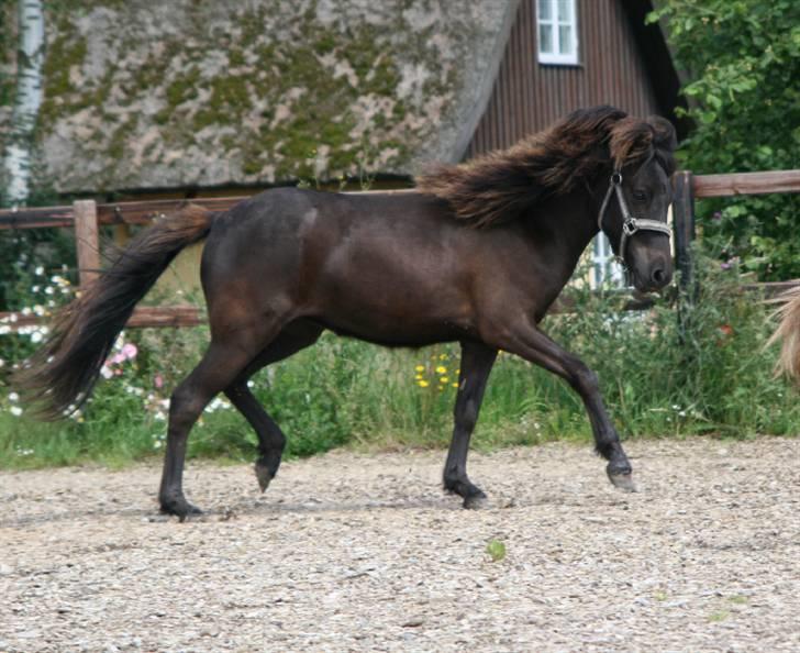 Islænder Frigg fra skovhuset - (Må ikke kopieres) billede 13