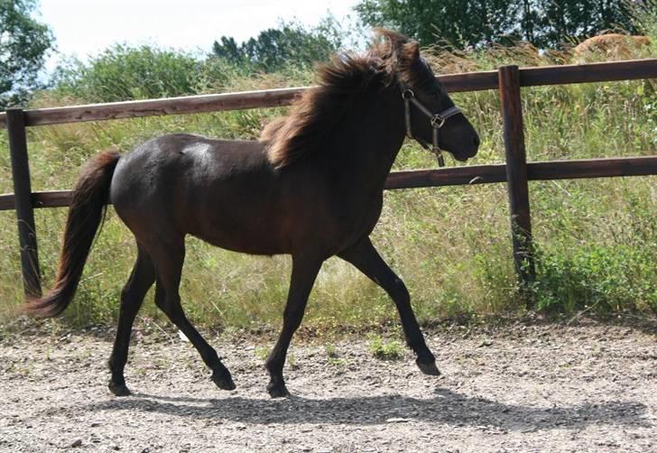 Islænder Frigg fra skovhuset - Nu er hun over 1 år (må ikke kopieres) billede 14