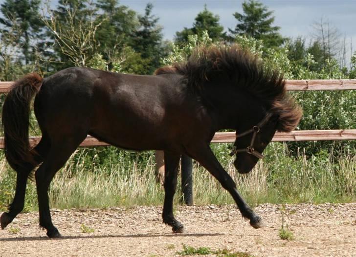 Islænder Frigg fra skovhuset - Hun er blevet så fiin (Må ikke kopieres) billede 15