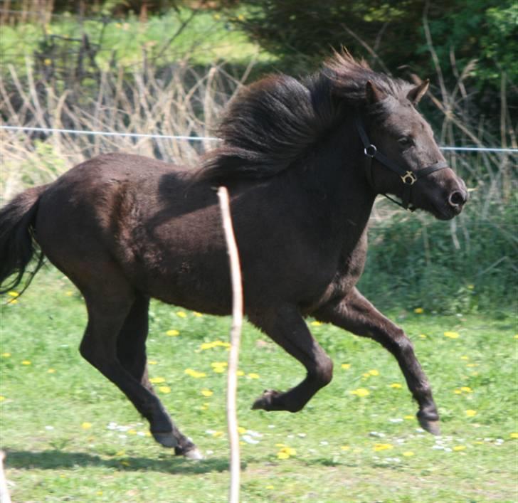 Islænder Frigg fra skovhuset - 8) (må ikke kopieres) billede 16