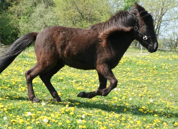 Islænder Frigg fra skovhuset billede 17