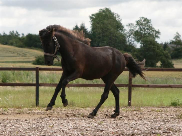 Islænder Frigg fra skovhuset - <3 (Må ikke kopieres) billede 18