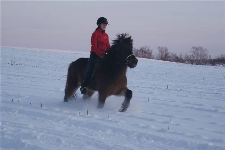 Islænder Laki fra Hodsager - Solgt - Laki og jeg i sneen. Taget af Julie Sørensen :) billede 1