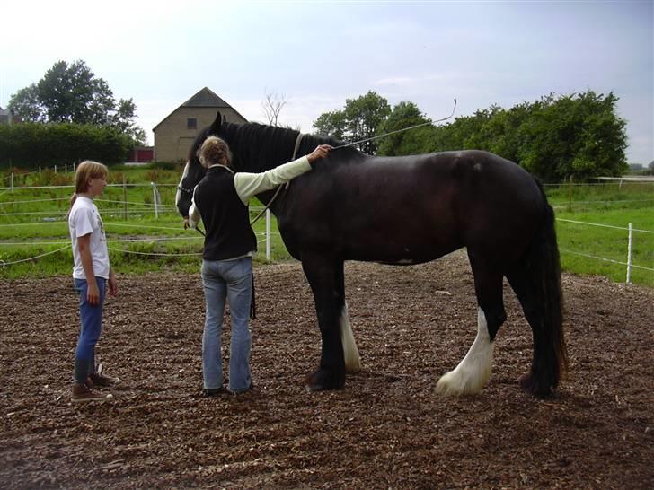 Shire LUBO HARMONIA AF SMÅFOLKE - Hamonia prøver Horsemanship billede 5