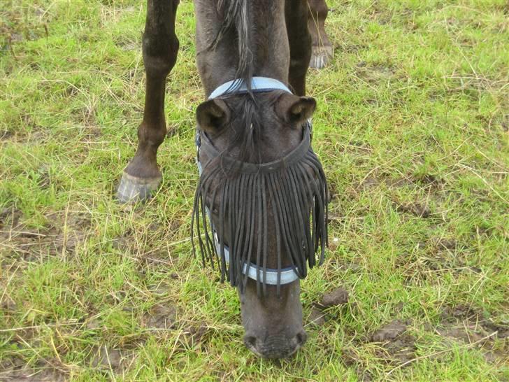 Anden særlig race Chanell *R.I.P.* - Chanell som 3 års. billede 9