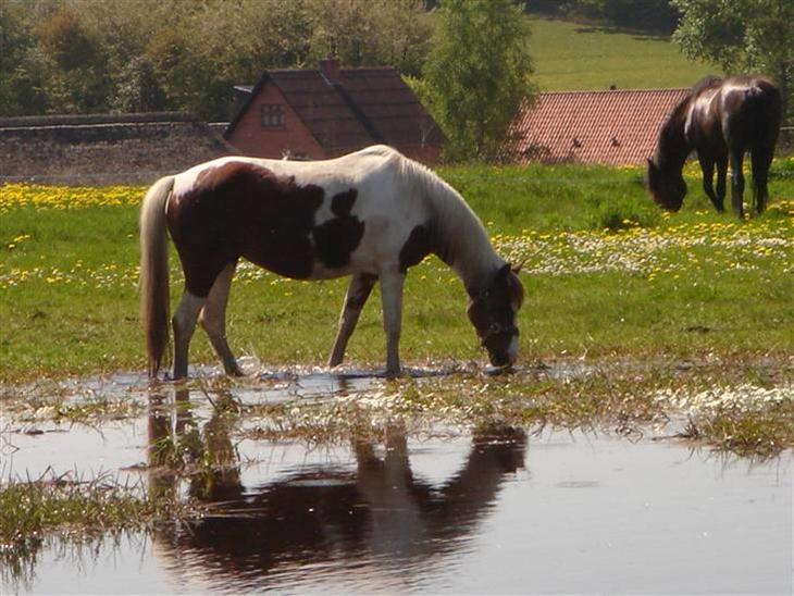 {{currentPhoto.altText}} billede {{currentPhoto.number}}