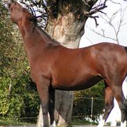 Anden særlig race Majsgårdens Petit Cheval