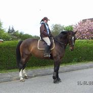 Dansk Varmblod hasti