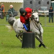 Welsh Pony (sec B) Alexander