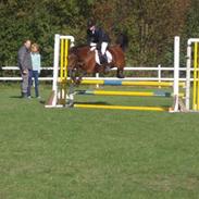 Anden særlig race Duracell *Solgt*