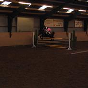 Anden særlig race Duracell *Solgt*