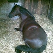 Welsh Pony (sec B) Jedidjan Rufus / R.I.P. /