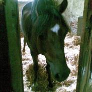 Welsh Pony (sec B) Jedidjan Rufus / R.I.P. /