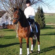 Dansk Varmblod Starlight´s Sidney SOLGT