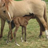 Anden særlig race Vanessa R.I.P(2010)