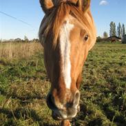 Anden særlig race Vanessa R.I.P(2010)
