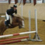 Anden særlig race Filur solgt 2011