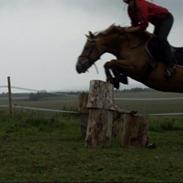 Anden særlig race Filur solgt 2011