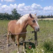 Haflinger Pretty Baby