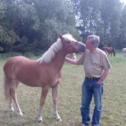 Haflinger Pretty Baby