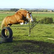 Anden særlig race Filur solgt 2011