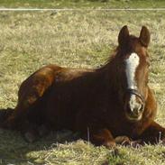 Anden særlig race Foxie *Død*