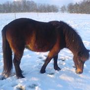 Islænder Glòa fra Krøjgård R.I.P.