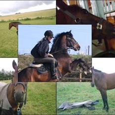 DSP Apollo (Gjøll's Jeff)