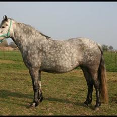Connemara Elmelys River Dance 