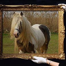 Irish Cob Welsh Warrior AVLSHINGST