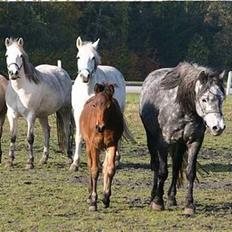 Connemara Elmelys River Dance 
