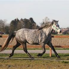 Connemara Elmelys River Dance 