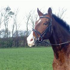 Oldenborg Urban Hedevang R.I.P.