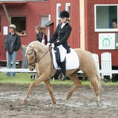 Palomino Golden Catch Me (Solgt)