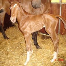 Dansk Varmblod Odessa *Solgt*