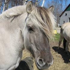 Fjordhest Ilina Hashagen SOLGT