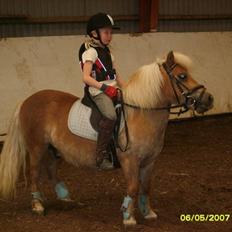 Shetlænder Thor Bomlund (9801554 DK)