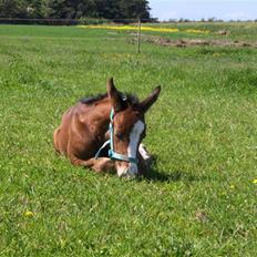 Dansk Varmblod Carpe Diem