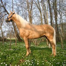 Palomino Serenity RIP.