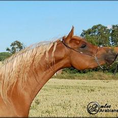 Arabisk fuldblod (OX) Malica´s Lou Lou - SOLGT