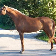 Arabisk fuldblod (OX) Malica´s Lou Lou - SOLGT