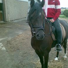 Welsh Pony (sec B) Jedidjan Rufus / R.I.P. /