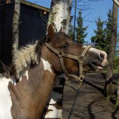 Anden særlig race Beauty *R*I*P*