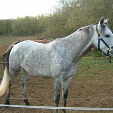 Anden særlig race Je t'aime *Solgt*