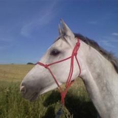 Anden særlig race Je t'aime *Solgt*